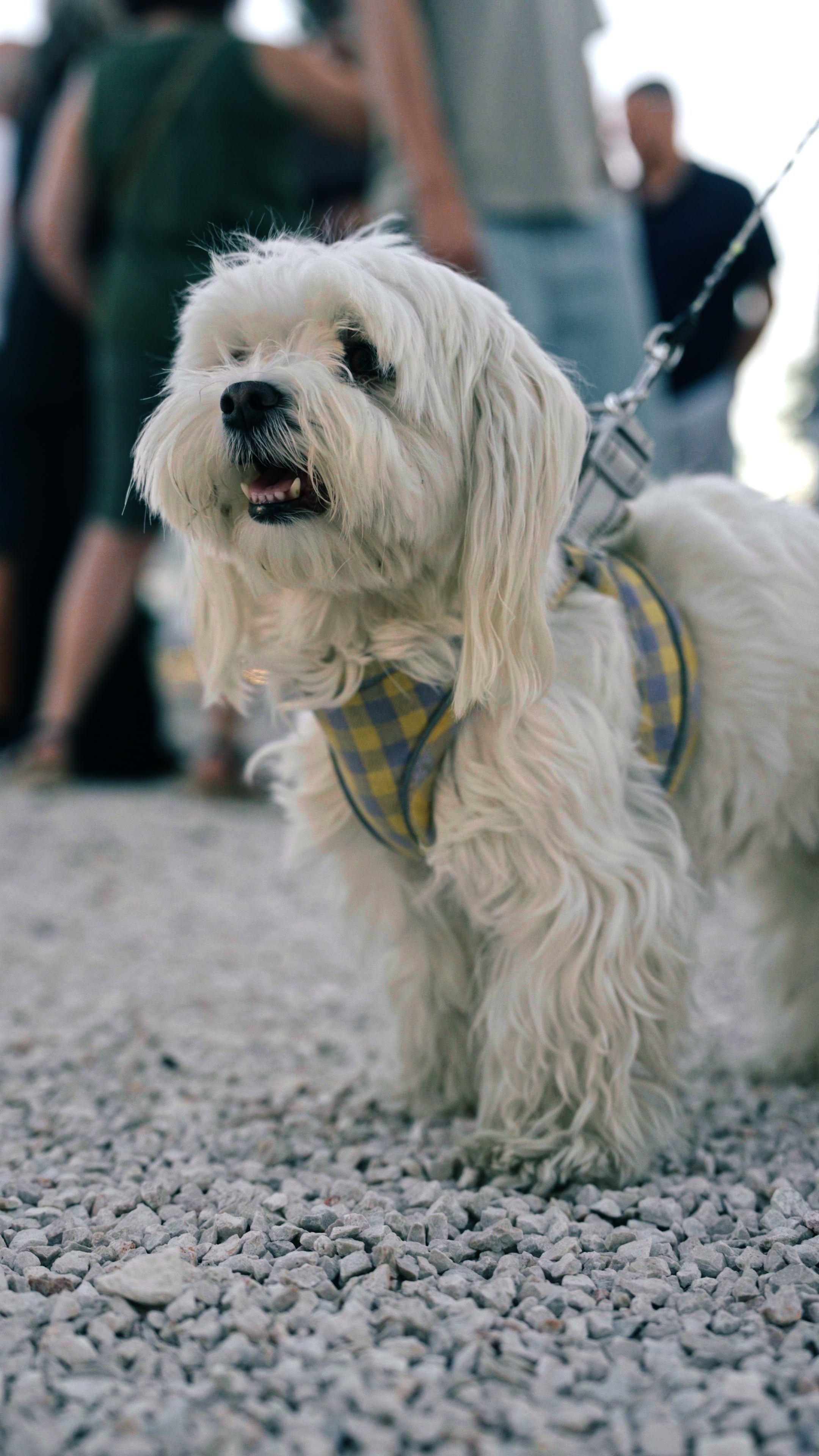 Un perro pequeño de pelo largo y blanco, con arnés de cuadros amarillos y correa, de pie sobre la grava y con la boca abierta; al fondo, personas desenfocadas.