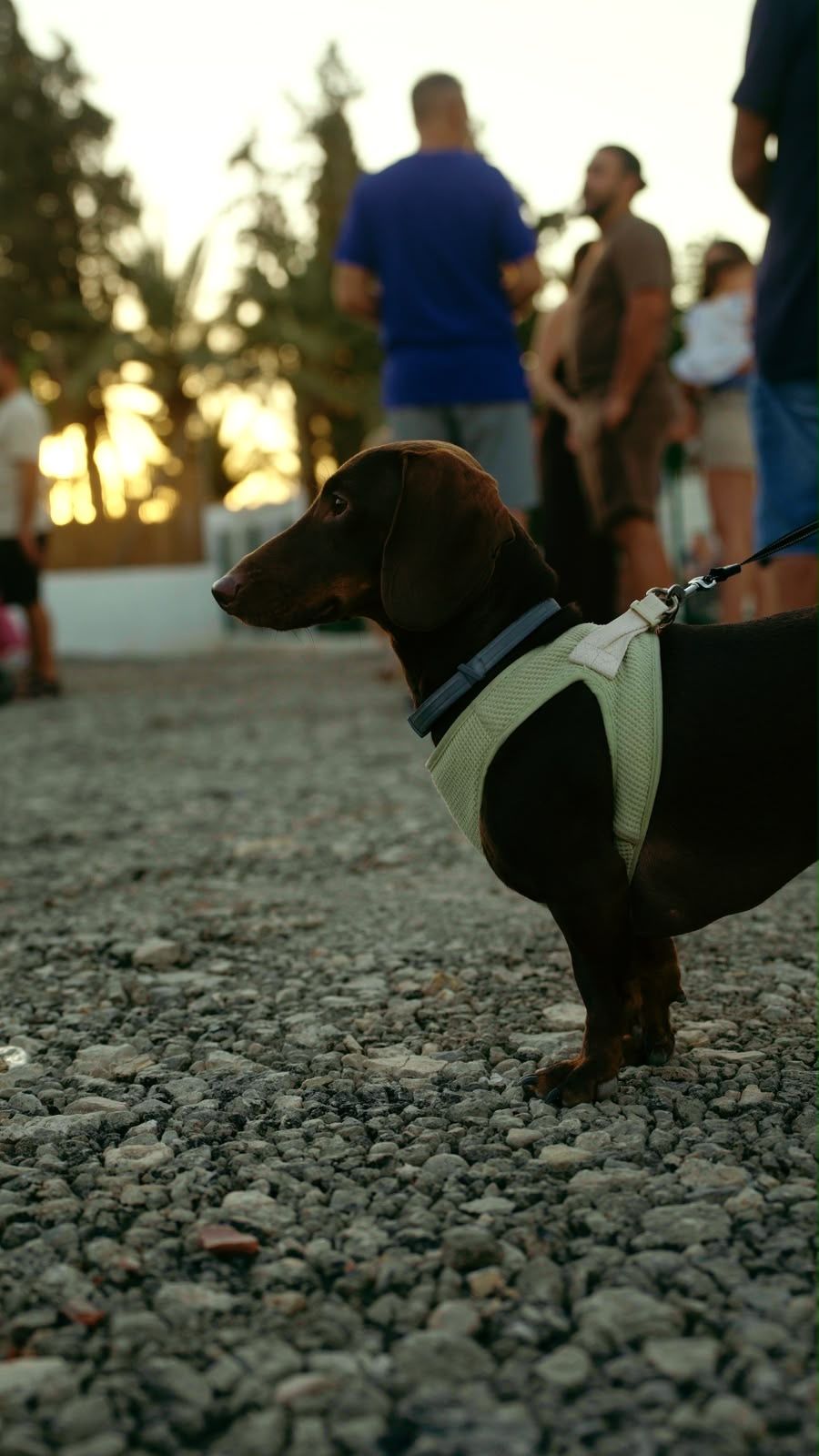 Un perro de pelo corto y color marrón oscuro, de cuerpo alargado, con arnés verde claro y correa, de pie sobre la grava; al fondo, personas y árboles a contraluz.
