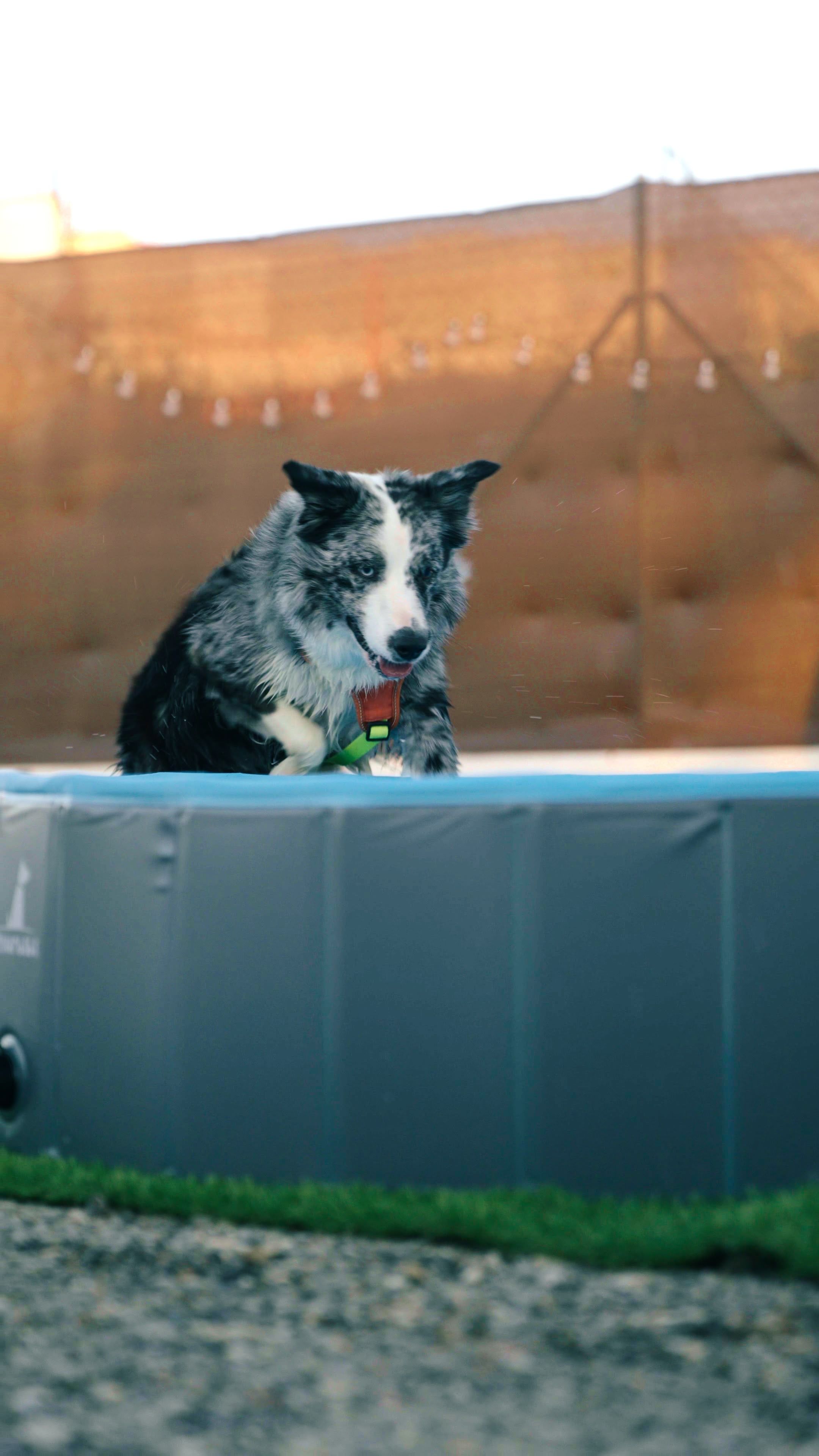 Un perro de pelaje jaspeado en gris, blanco y negro dentro de una piscina plegable azul, sujetando con la boca un juguete verde y rojo; detrás, una valla de cañizo con guirnalda de bombillas.