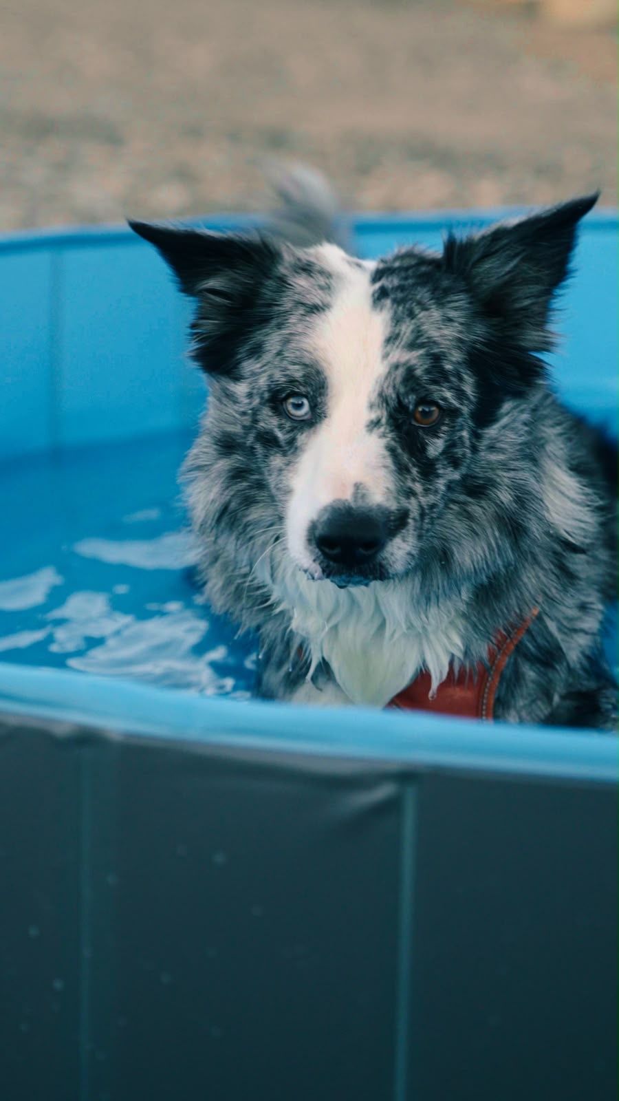 Un perro de pelaje jaspeado en gris, blanco y negro, con un ojo azul y otro marrón, sentado dentro de una piscina plegable azul con agua.
